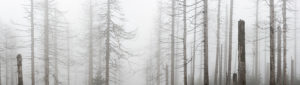 Deutschland, Niedersachsen, Nationalpark Harz, nebliger toter Wald, abgestorben durch Trockenheit und Borkenkäferbefall, Panorama Deutschland, Niedersachsen, Nationalpark Harz, nebliger toter Wald, abgestorben durch Trockenheit und Borkenkäferbefall, Panorama